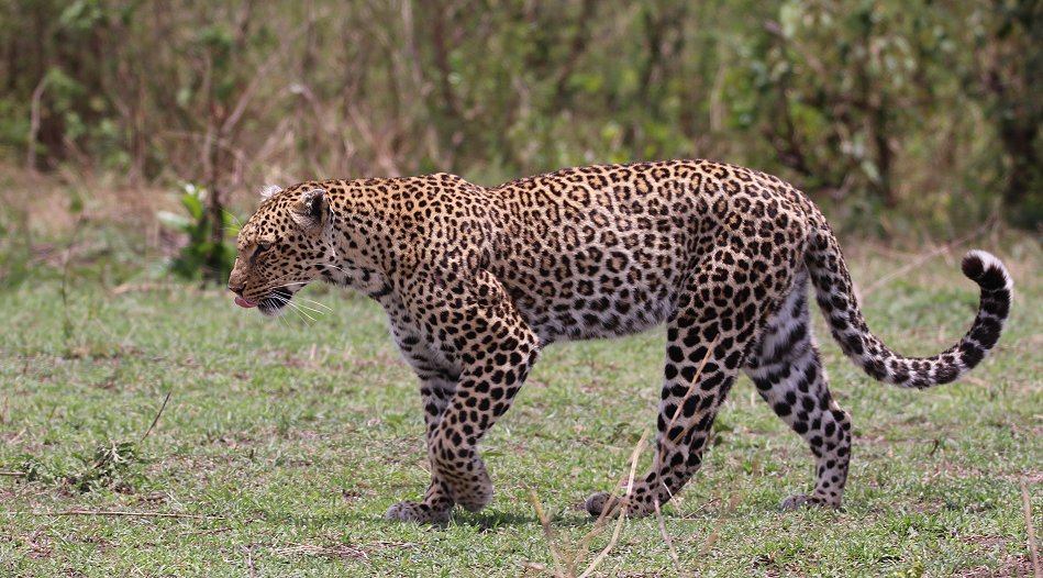Leopardin (Lorian) in der Masai Mara