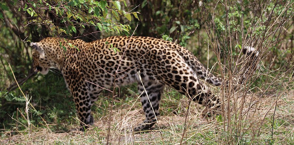 Leopardin (Lorian) in der Masai Mara