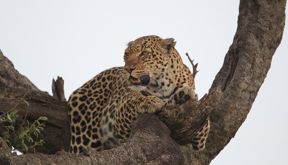 Leoparden im Baum, Lorian und Roho