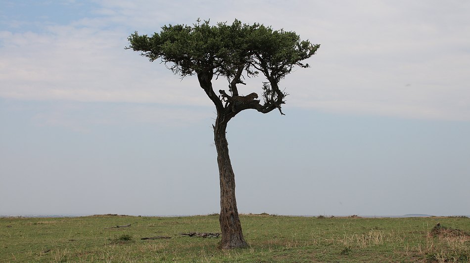 Leoparden im Baum, Lorian und Roho