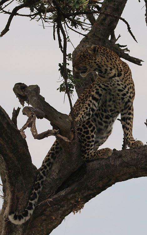 Leoparden