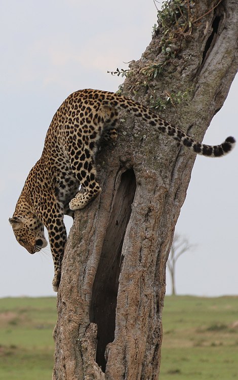Leoparden im Baum, Lorian und Roho