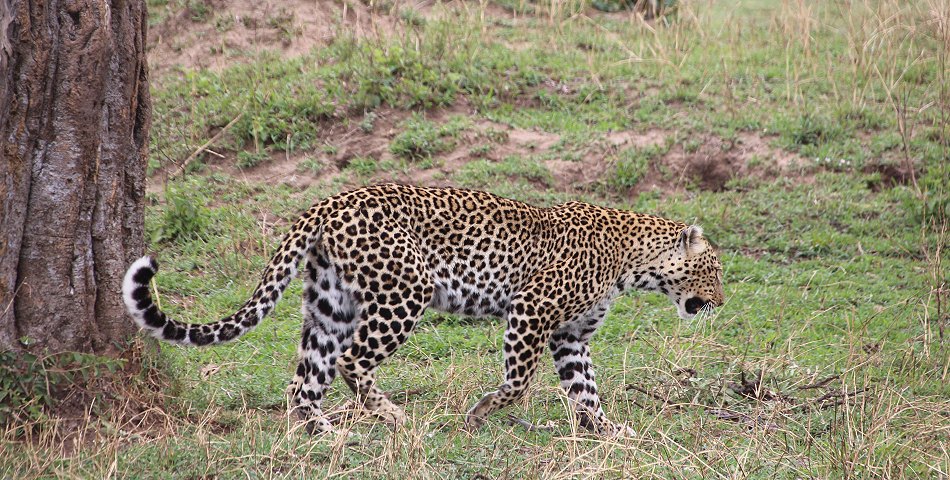 Leoparden im Baum, Lorian und Roho