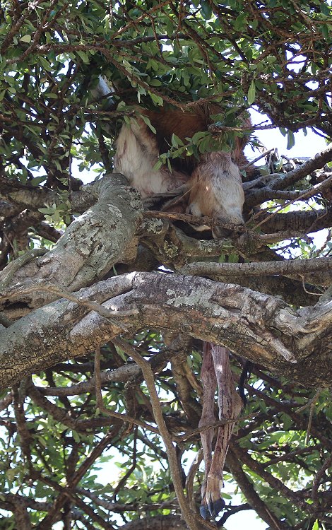 Leoparden im Baum, Lorian und Roho