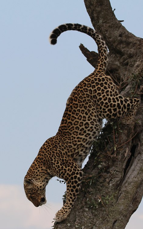 Leoparden im Baum, Lorian und Roho