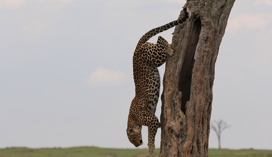 Leoparden im Baum, Lorian und Roho