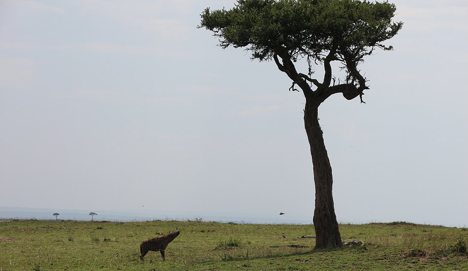 Leoparden im Baum, Lorian und Roho