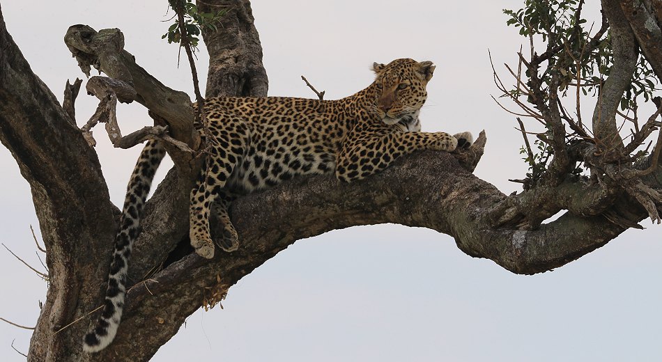 Leoparden im Baum, Lorian und Roho