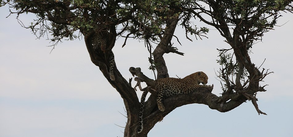 Leoparden im Baum, Lorian und Roho