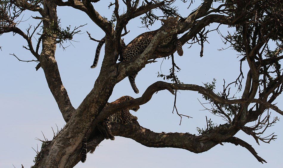Leoparden im Baum, Lorian und Roho