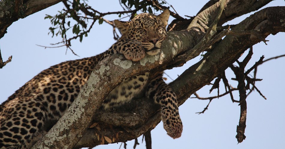 Leoparden im Baum, Lorian und Roho