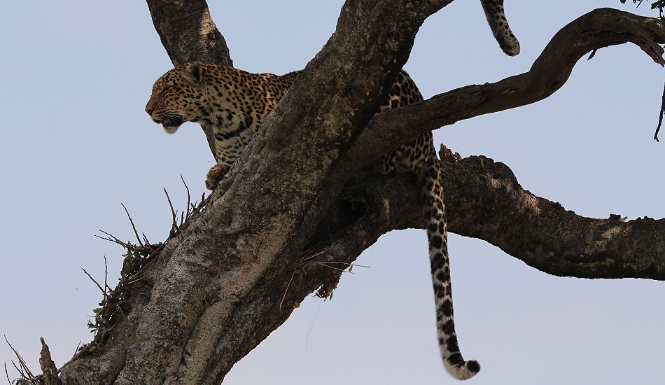 Leoparden im Baum, Lorian und Roho