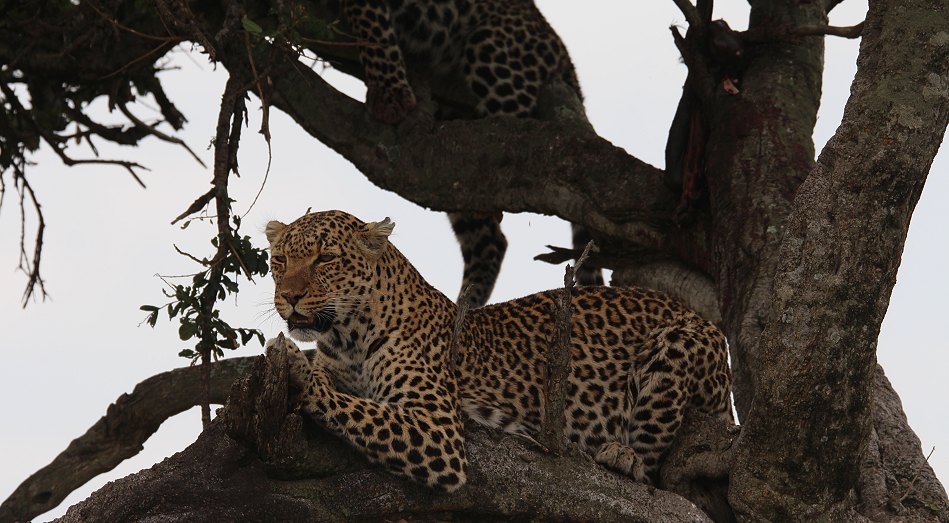 Leoparden im Baum, Lorian und Roho