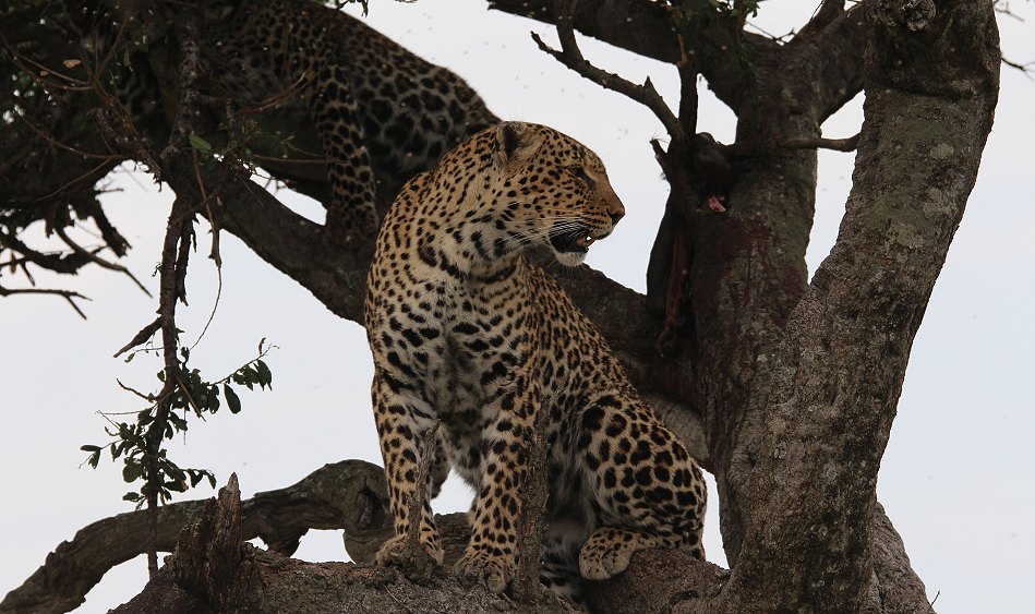 Leoparden im Baum, Lorian und Roho