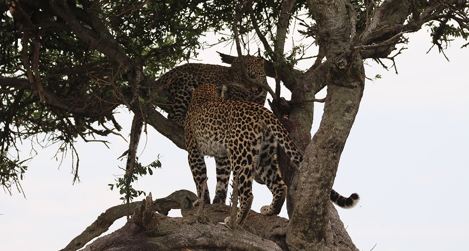 Leoparden im Baum, Lorian und Roho