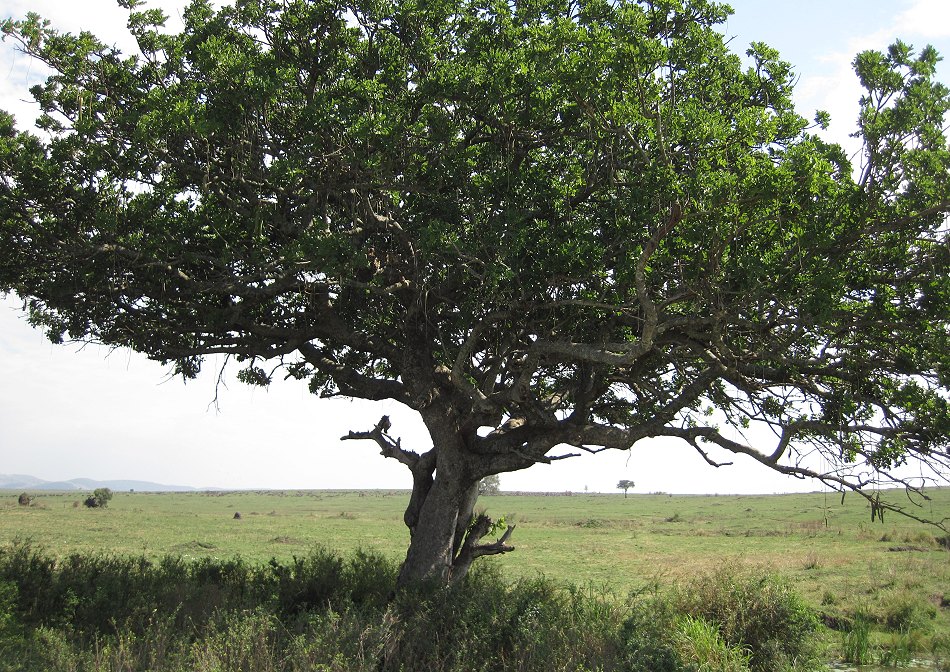Leopard im Baum, Masai Mara