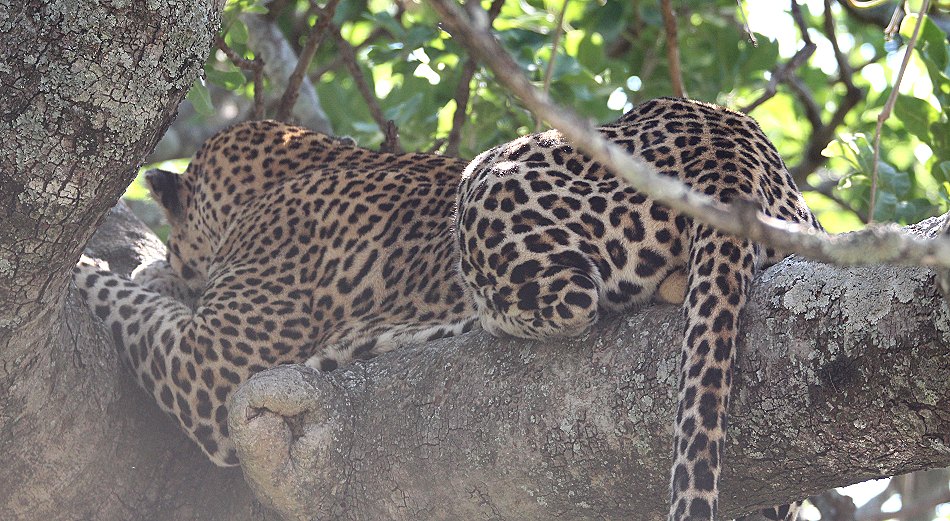 Leopard im Baum, Masai Mara