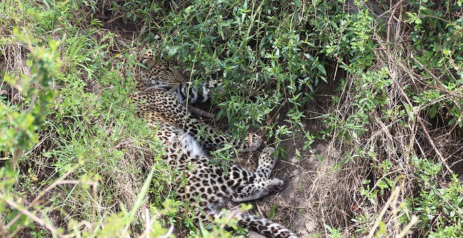 junger Leopard (Roho) in der Masai Mara