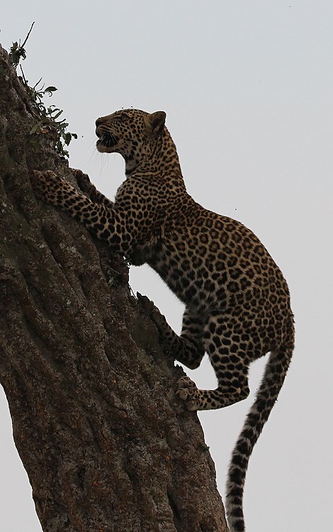 Leoparden im Baum, Lorian und Roho