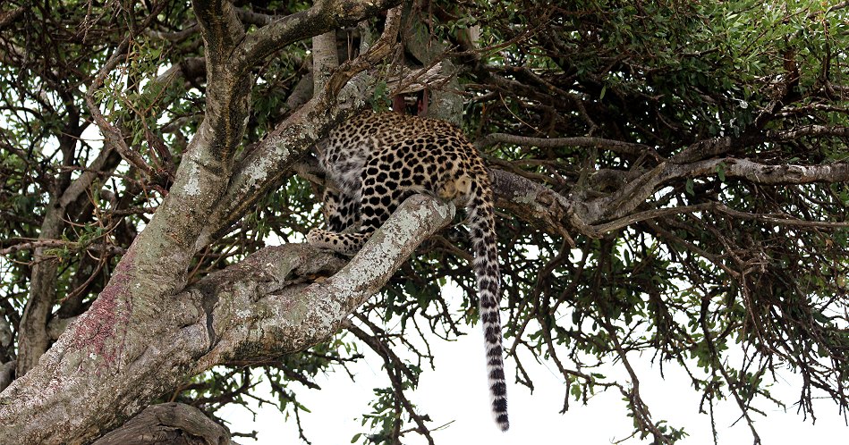 Leoparden im Baum, Lorian und Roho