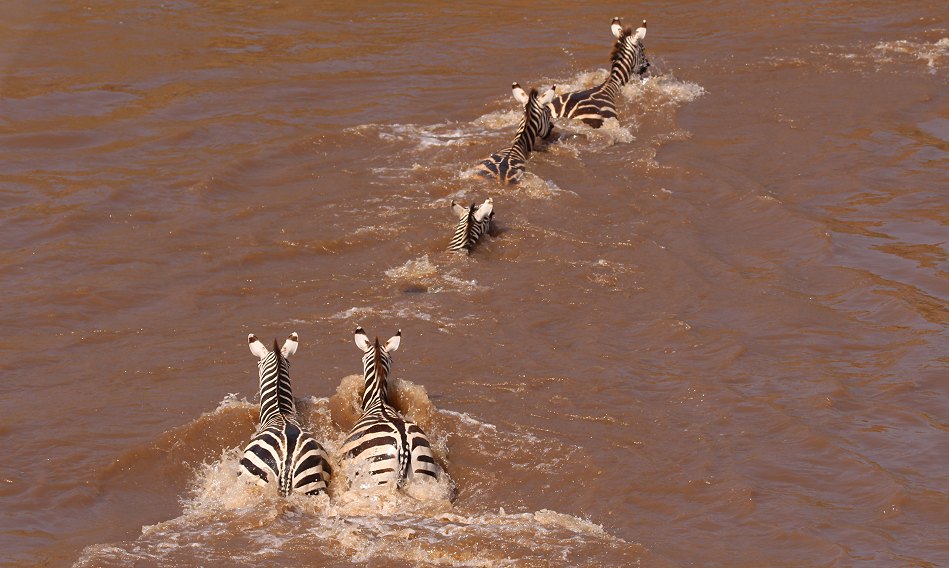 Gnus und Zebras überqueren den Mara River