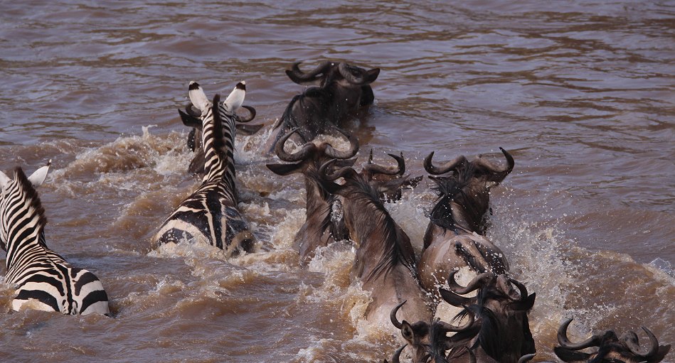 Gnus und Zebras überqueren den Mara River
