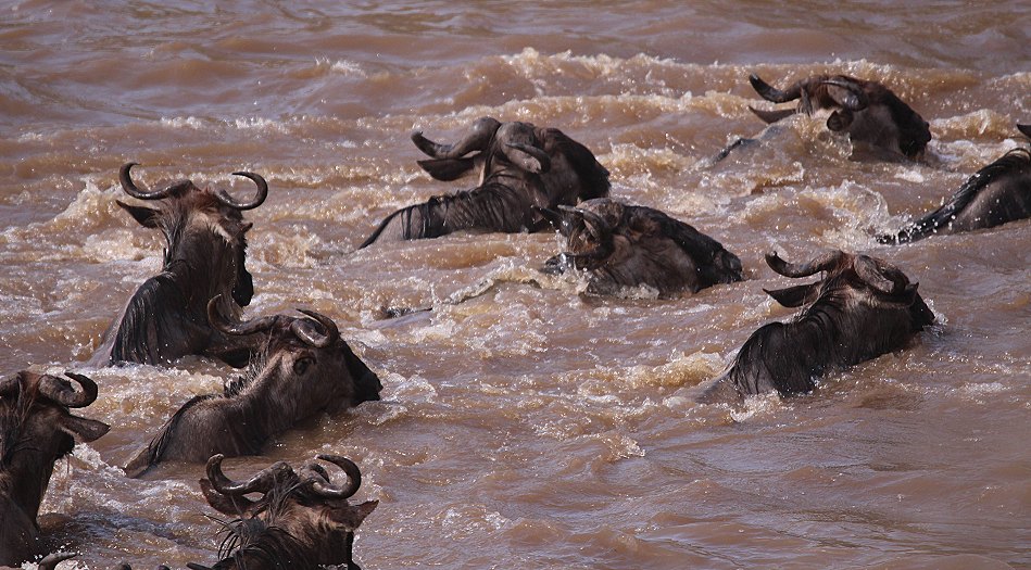 Gnus und Zebras überqueren den Mara River