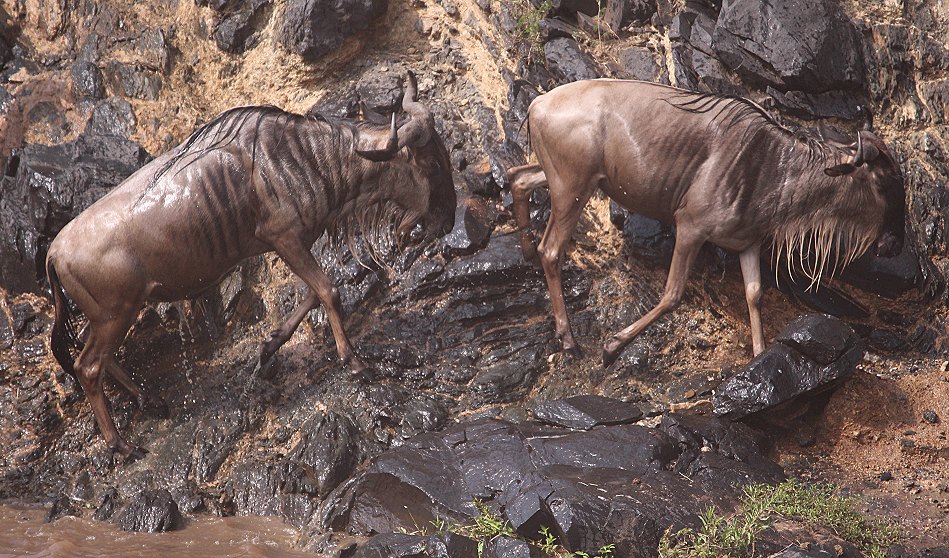 Gnus und Zebras überqueren den Mara River