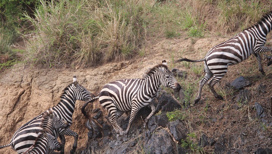 Gnus und Zebras überqueren den Mara River
