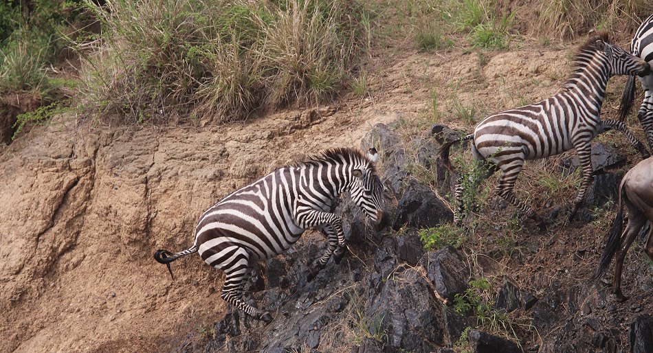 Gnus und Zebras überqueren den Mara River