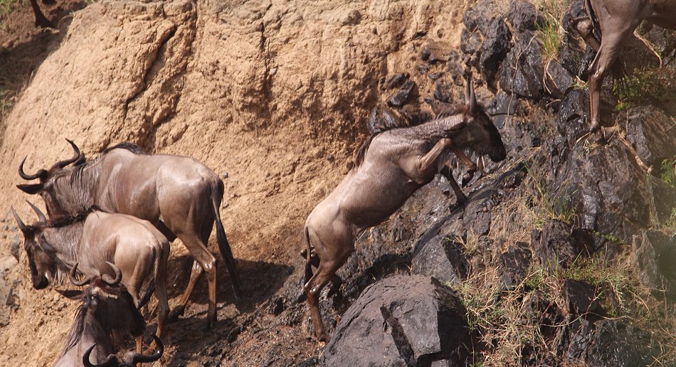 Gnus und Zebras überqueren den Mara River