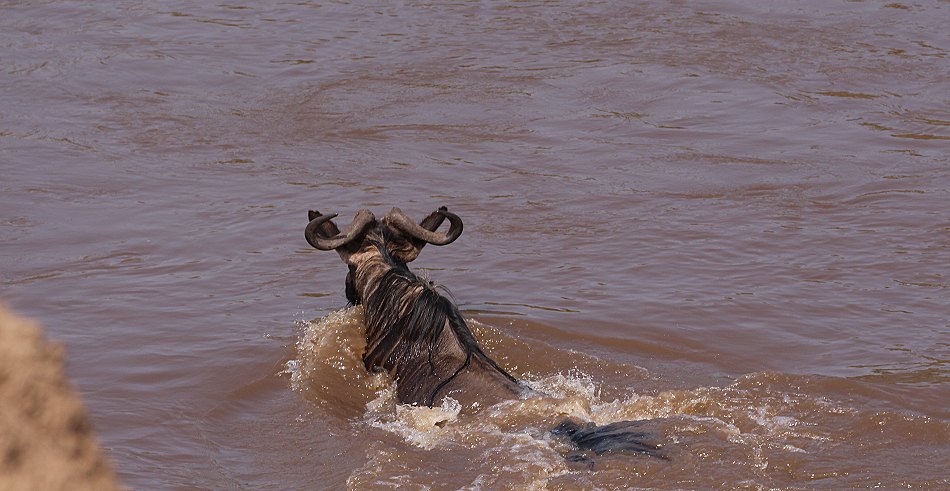 Gnus und Zebras überqueren den Mara River