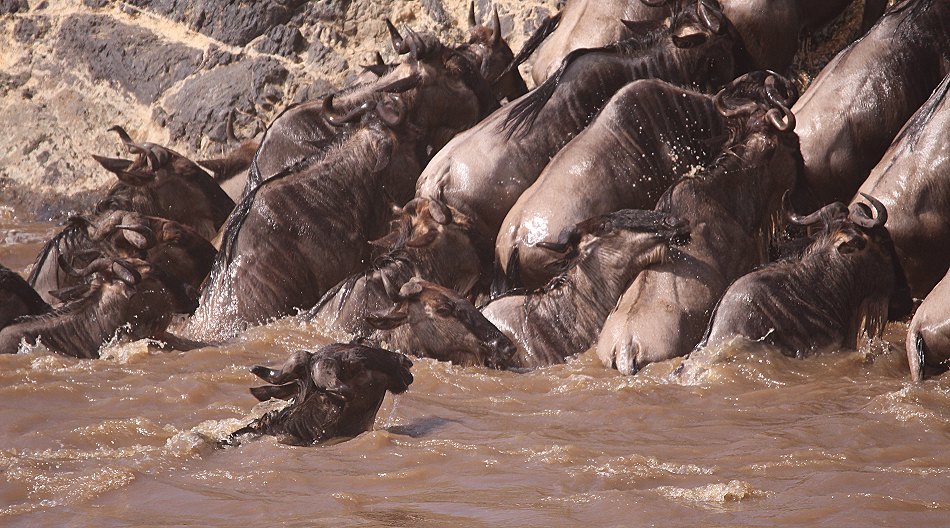 Gnus und Zebras überqueren den Mara River