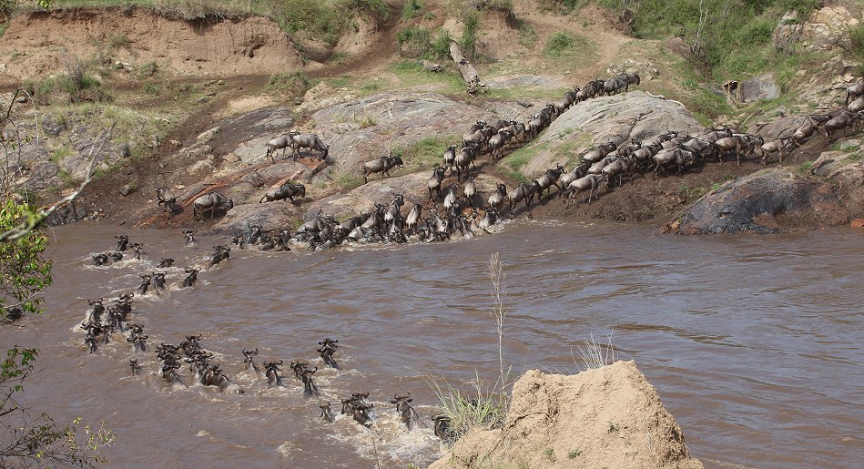 Gnus und Zebras überqueren den Mara River