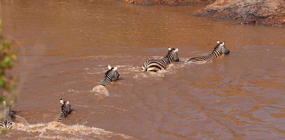 Gnus und Zebras überqueren den Mara River
