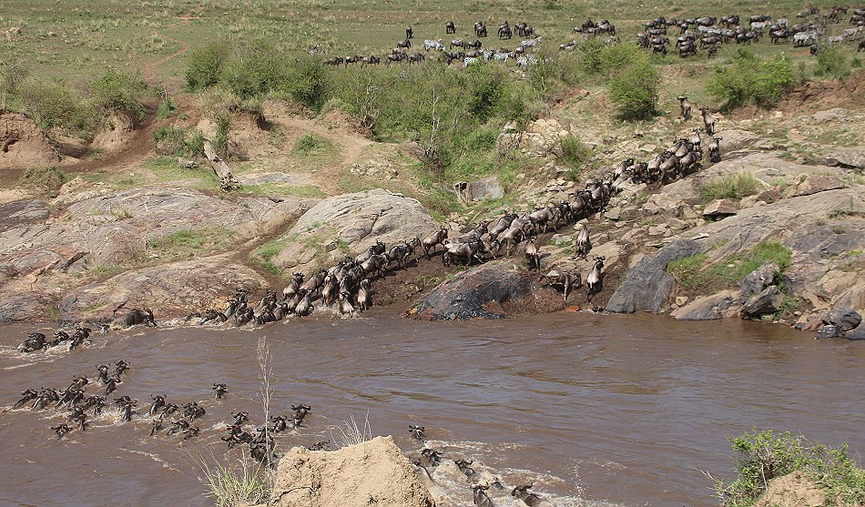 Gnus und Zebras überqueren den Mara River
