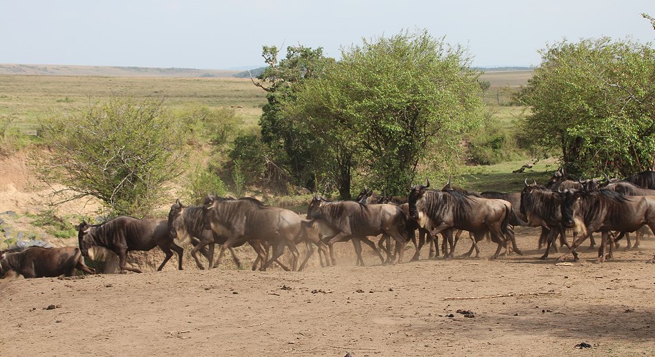 Gnus und Zebras überqueren den Mara River
