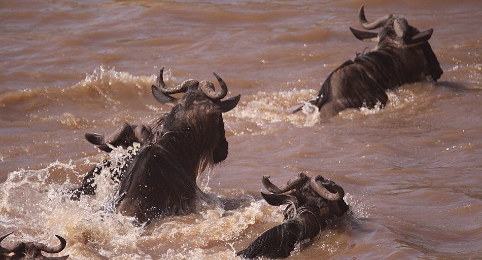 Gnus und Zebras überqueren den Mara River