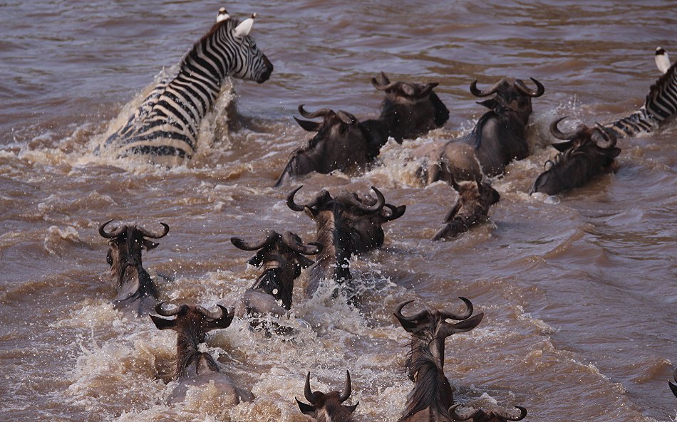 Gnus und Zebras überqueren den Mara River
