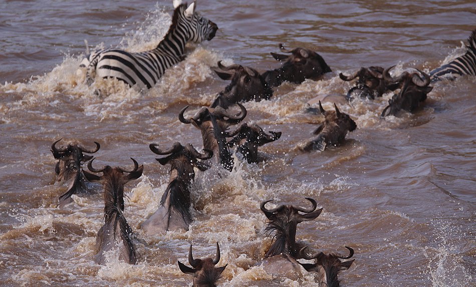 Gnus und Zebras überqueren den Mara River