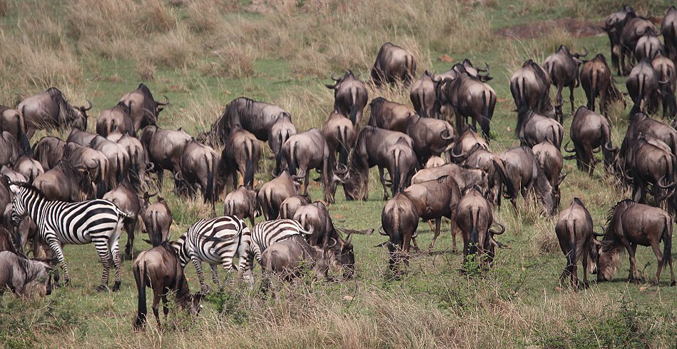 Gnus und Zebras überqueren den Mara River