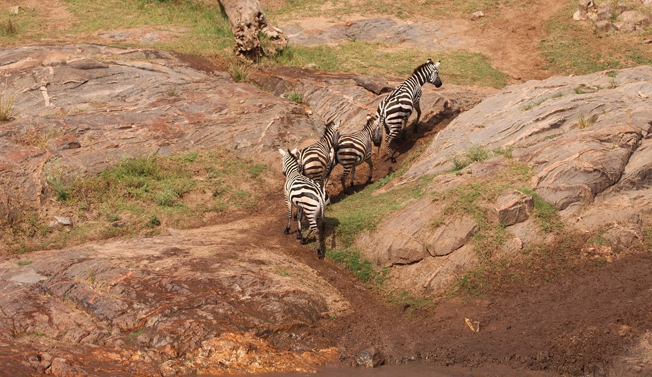 Gnus und Zebras überqueren den Mara River