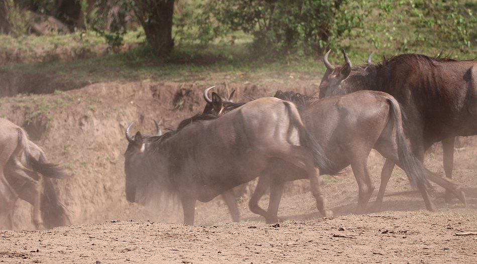 Gnus und Zebras überqueren den Mara River