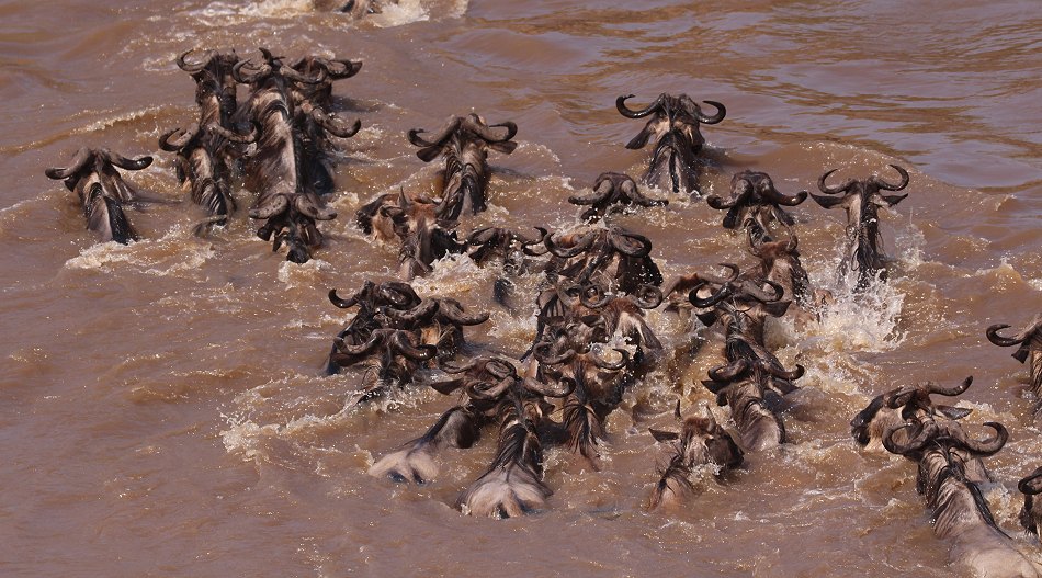 Gnus und Zebras überqueren den Mara River