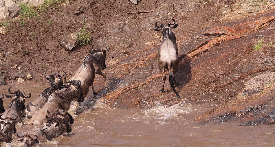 Gnus und Zebras überqueren den Mara River