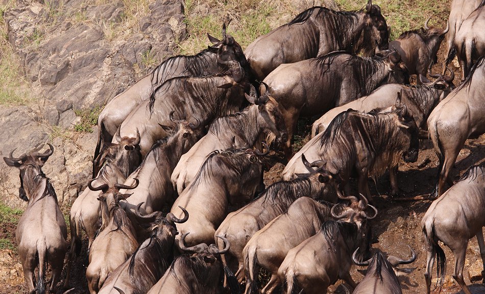 Gnus und Zebras überqueren den Mara River