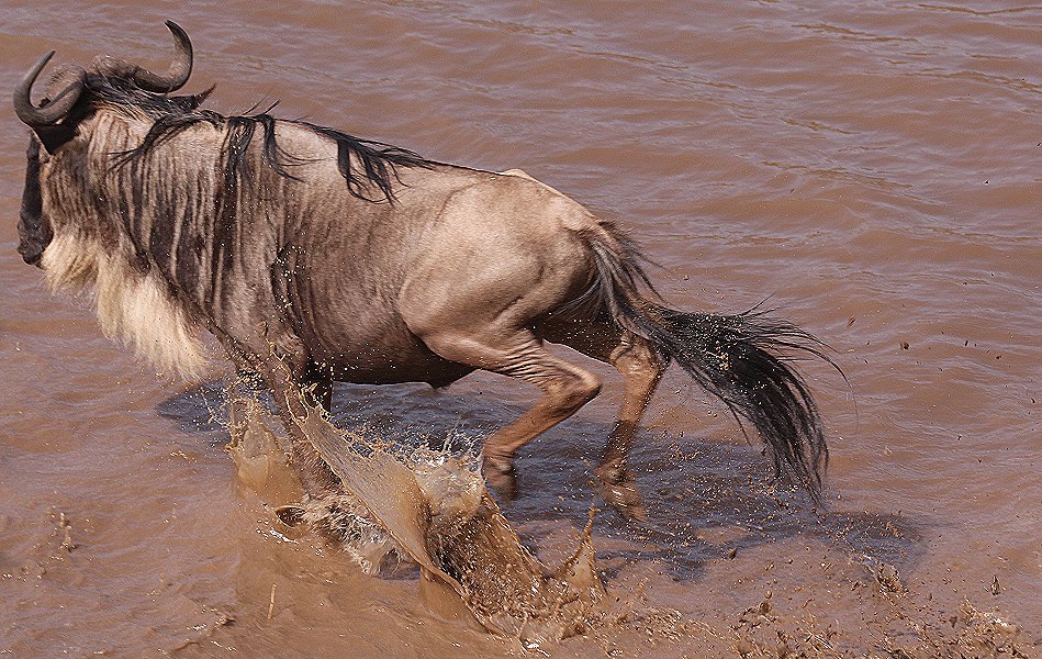 Gnus und Zebras überqueren den Mara River