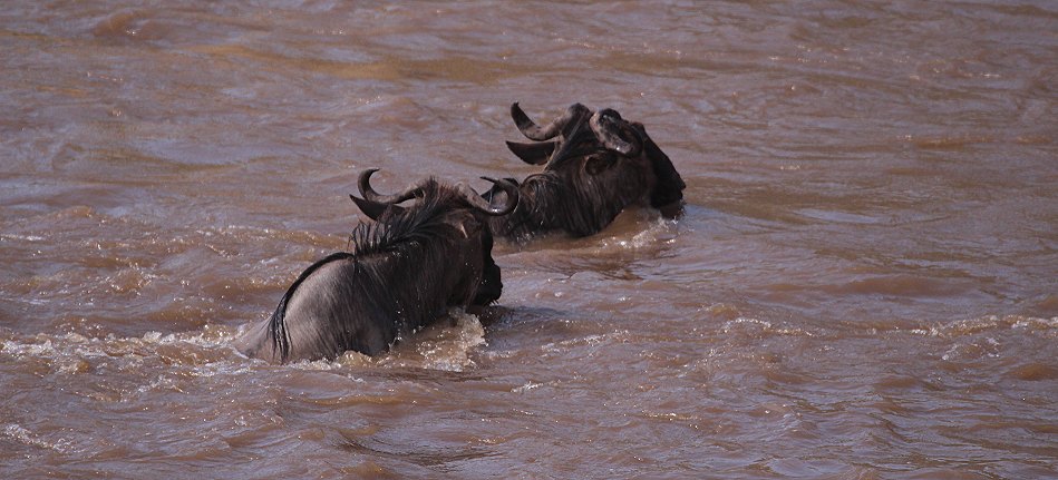 Gnus und Zebras überqueren den Mara River