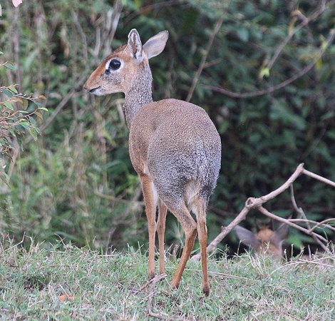 Dik Dik in der Masai Mara