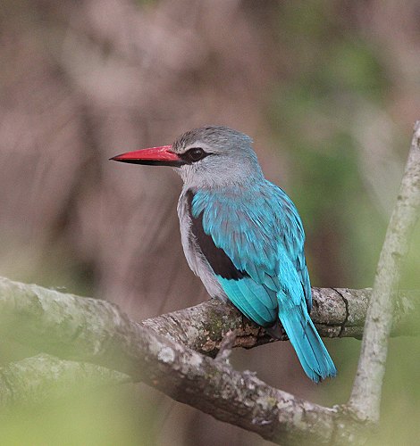 Eisvogel